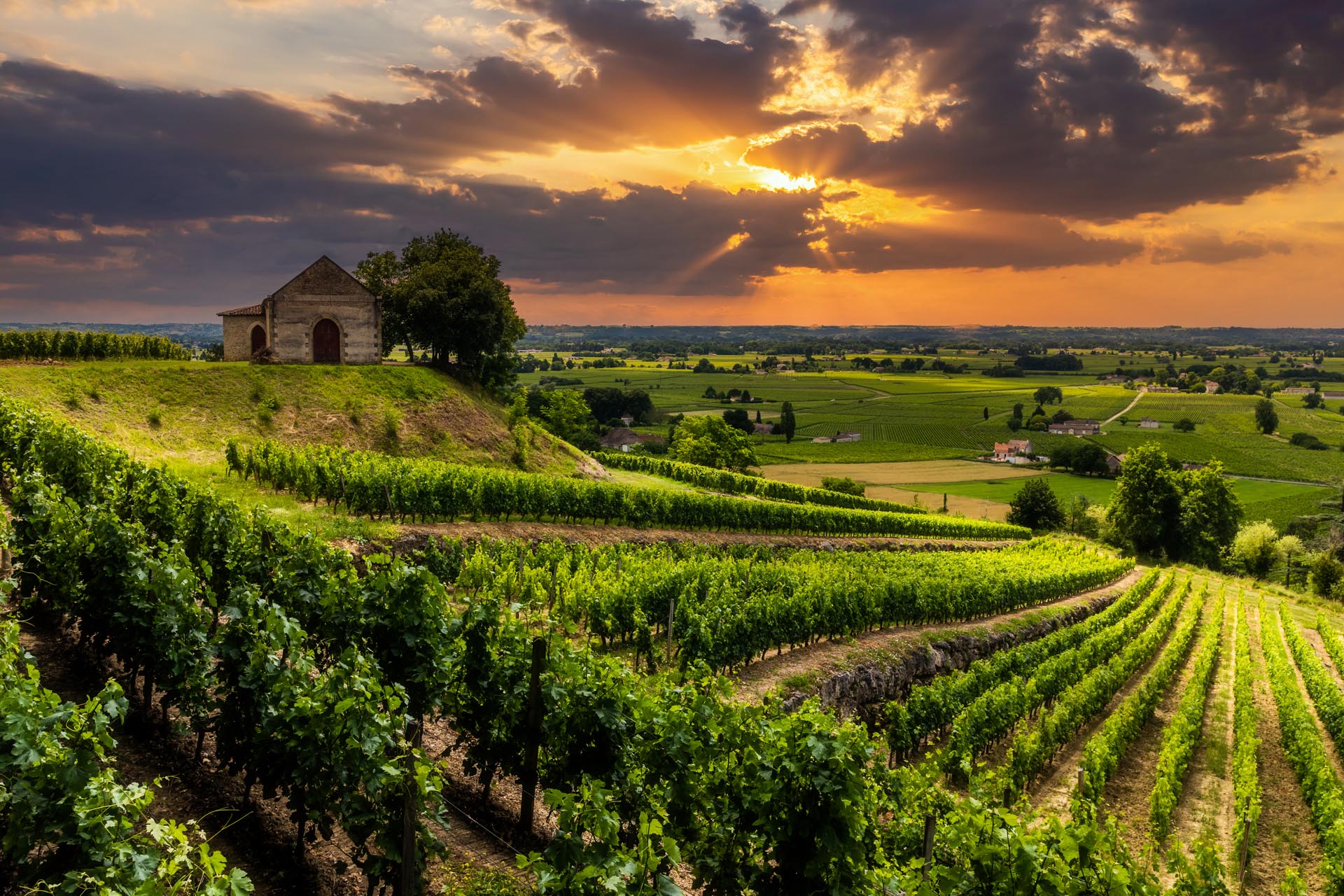 Vineyards. Bordeaux, France